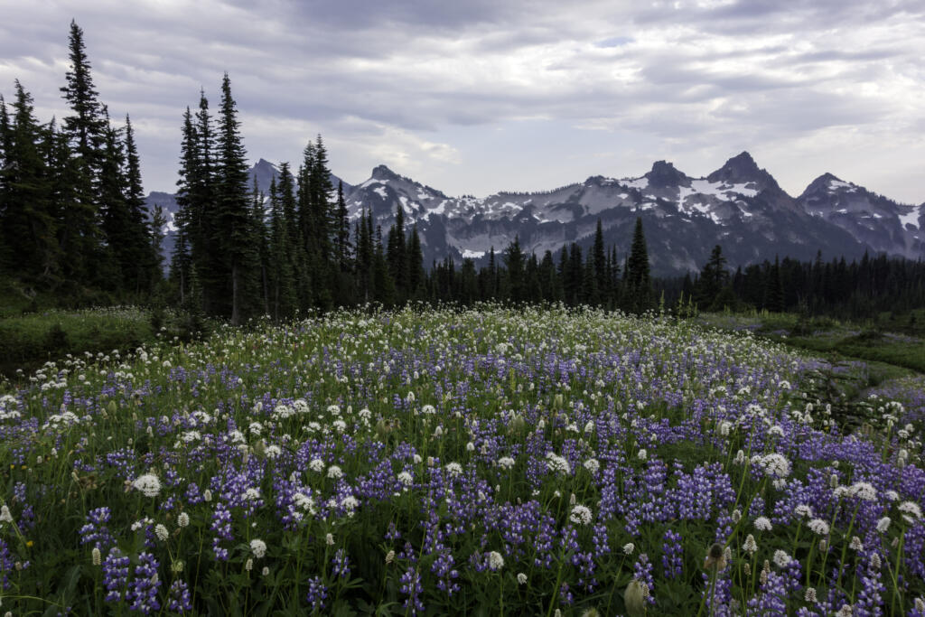 An incredible display of lupine over looking the Tatoosh Range in the Paradise meadows of Mount Rainier National Park.