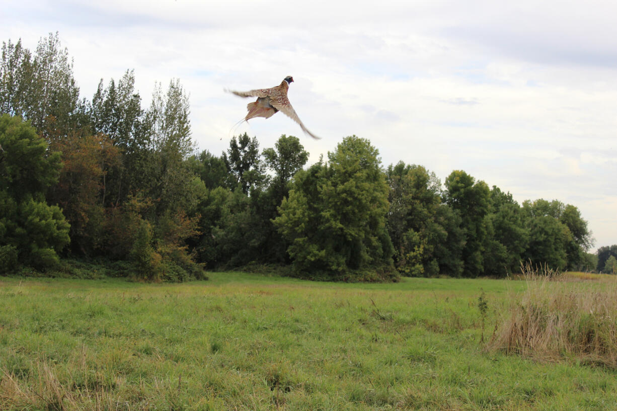 A rooster pheasant climbs skyward as he is released onto the Shillapoo State Wildlife Area.