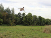 A rooster pheasant climbs skyward as he is released onto the Shillapoo State Wildlife Area.