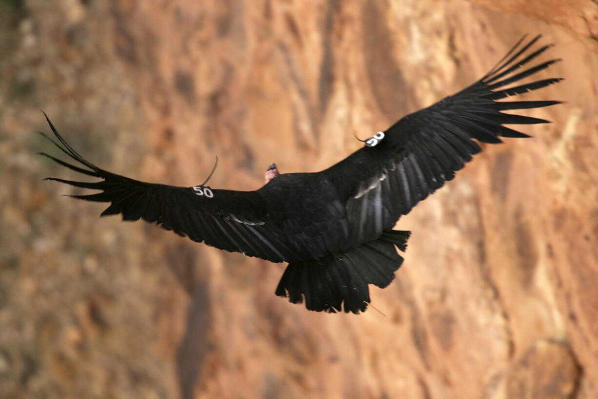 A California condor flies through Marble Gorge, east of Grand Canyon National Park in March 2007, west of Page, Ariz.