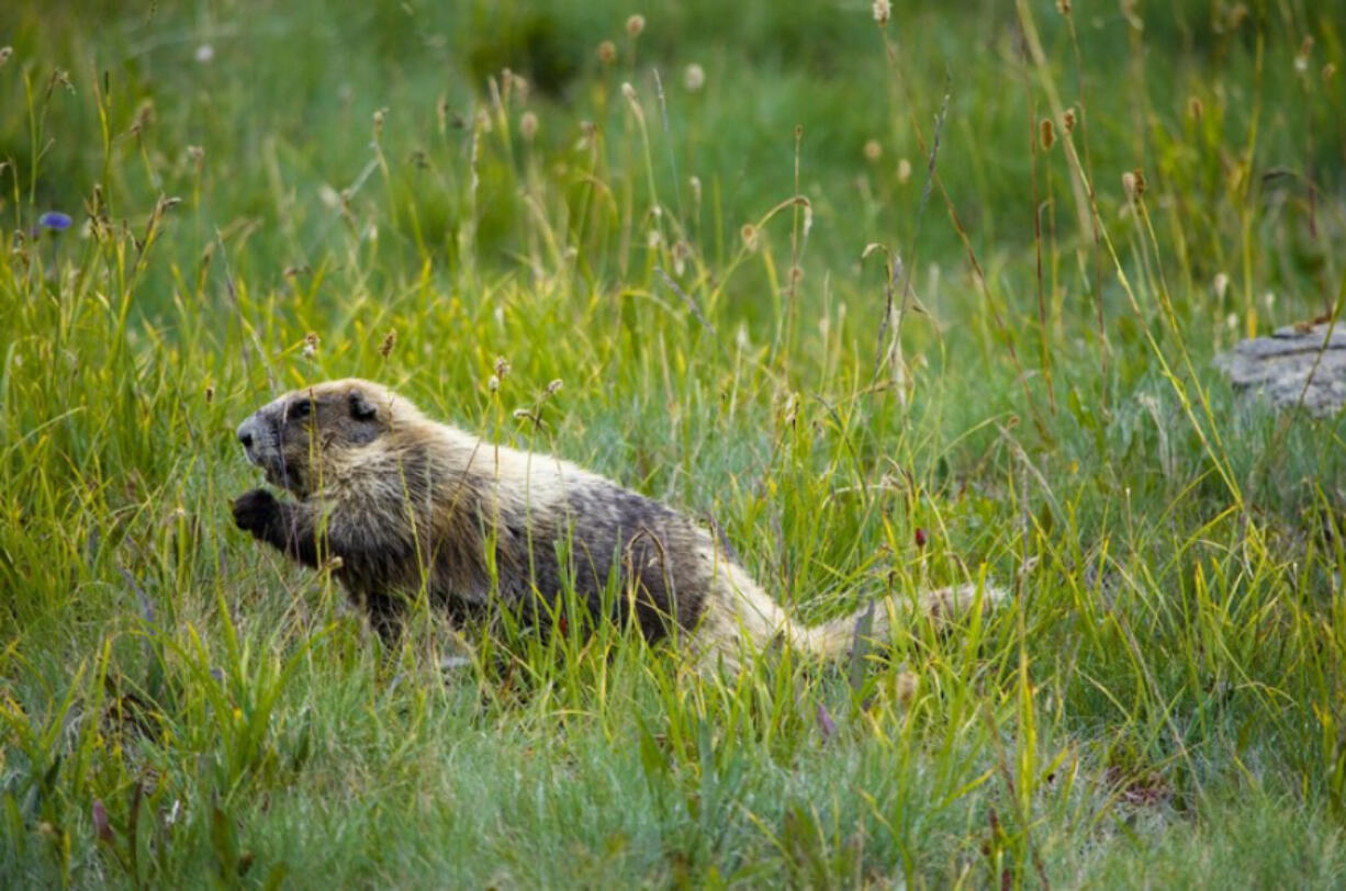 An Olympic marmot.