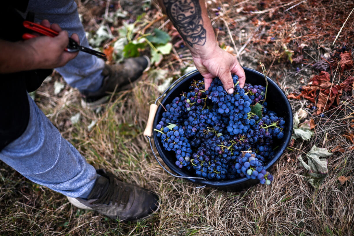 Workers drop grapes into a bucket during grape harvest Aug. 28 at a vineyard, as part of the production of the Louis Vallon Bordeaux Cremant (sparkling wine) made by the Bordeaux Families group, in Branne, in the south-western &ldquo;Entre-deux-Mers&rdquo; French wine region.