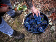 Workers drop grapes into a bucket during grape harvest Aug. 28 at a vineyard, as part of the production of the Louis Vallon Bordeaux Cremant (sparkling wine) made by the Bordeaux Families group, in Branne, in the south-western &ldquo;Entre-deux-Mers&rdquo; French wine region.