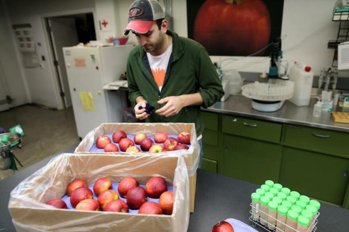 Alex Goke, a research assistant, polishes some Cosmic Crisp apples at the Washington State University (WSU) Tree Fruit Research and Extension Center, in Wenatchee, WA on April 13, 2018.