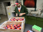 Alex Goke, a research assistant, polishes some Cosmic Crisp apples at the Washington State University (WSU) Tree Fruit Research and Extension Center, in Wenatchee, WA on April 13, 2018.