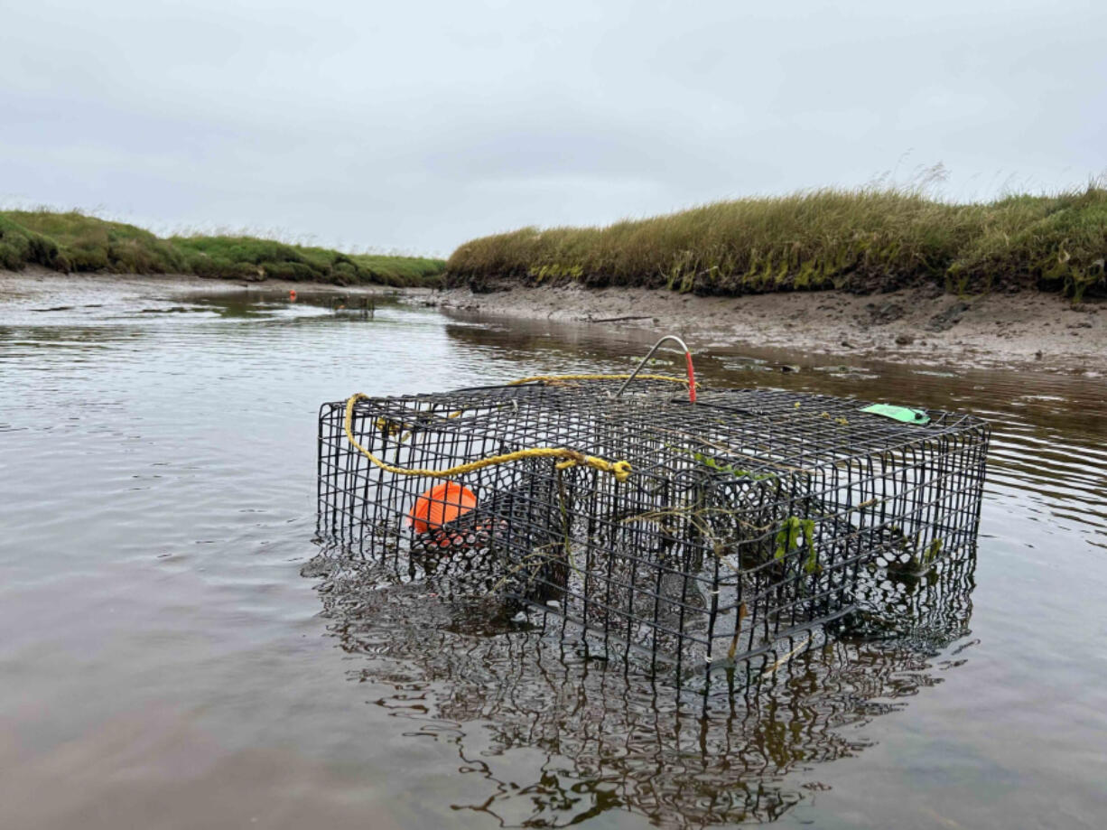 A European green crab trap in a Grays Harbor estuary in July 2024.