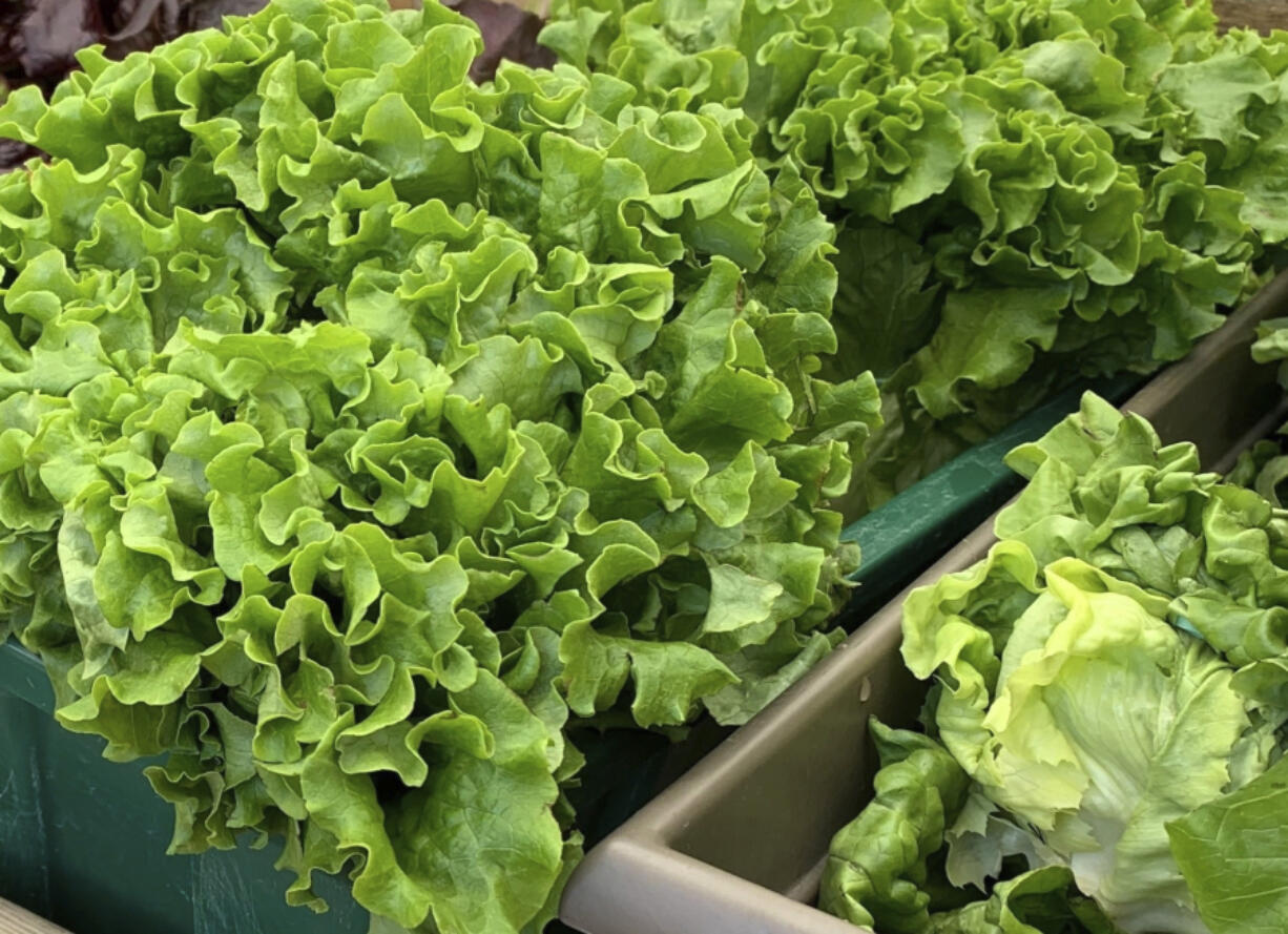 Most lettuce plants mature in 55-65 days, but because their seeds don&rsquo;t germinate well in the heat, it&rsquo;s best to start them indoors or buy starter plants at the nursery.