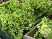 Most lettuce plants mature in 55-65 days, but because their seeds don&rsquo;t germinate well in the heat, it&rsquo;s best to start them indoors or buy starter plants at the nursery.