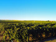 A vineyard in the lower Yakima Valley near Zillah.