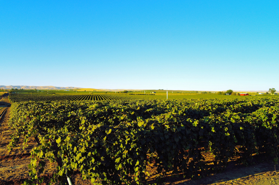 A vineyard in the lower Yakima Valley near Zillah.