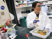 Cathy Trejo at work inside the Origins and Habitability Lab for experiments at Jet Propulsion Laboratory on May 29, 2024, in Pasadena, California. She is one of several students from California State University, Los Angeles who are interning at the lab through a grant that helps underrepresented students learn more about astrobiology and perform NASA-sponsored research.