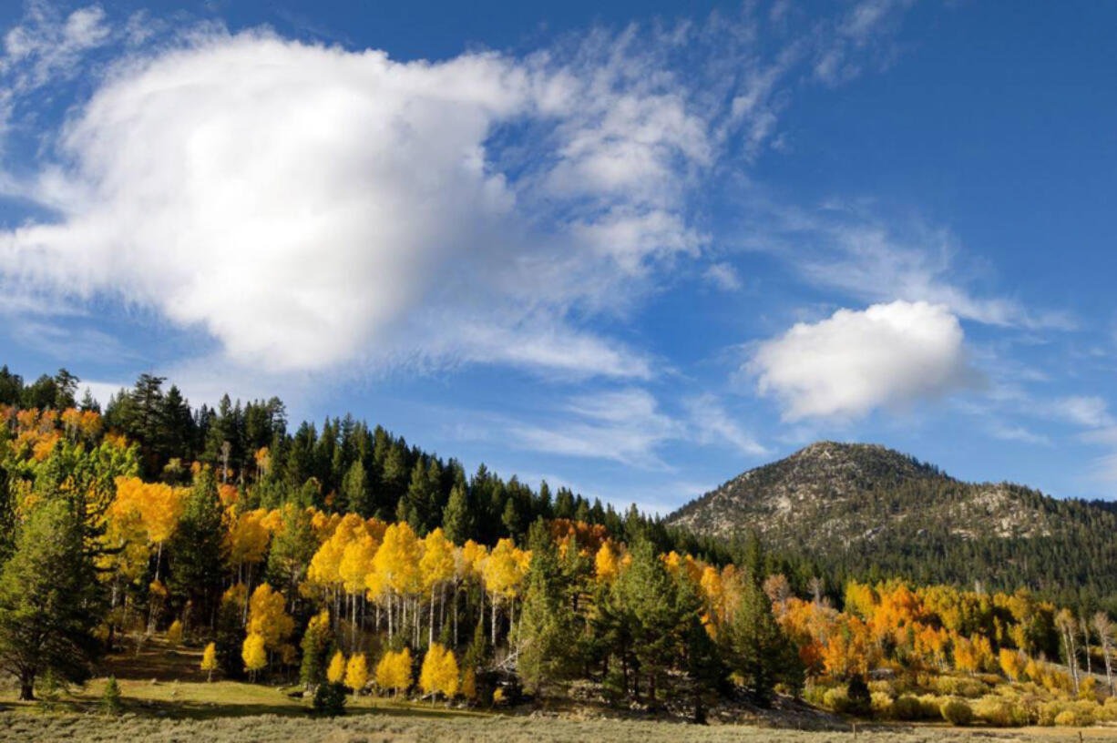 Fall colors in the Hope Valley, south of Lake Tahoe, reach their peak in October as aspen tree leaves turn from their summer green to yellow.