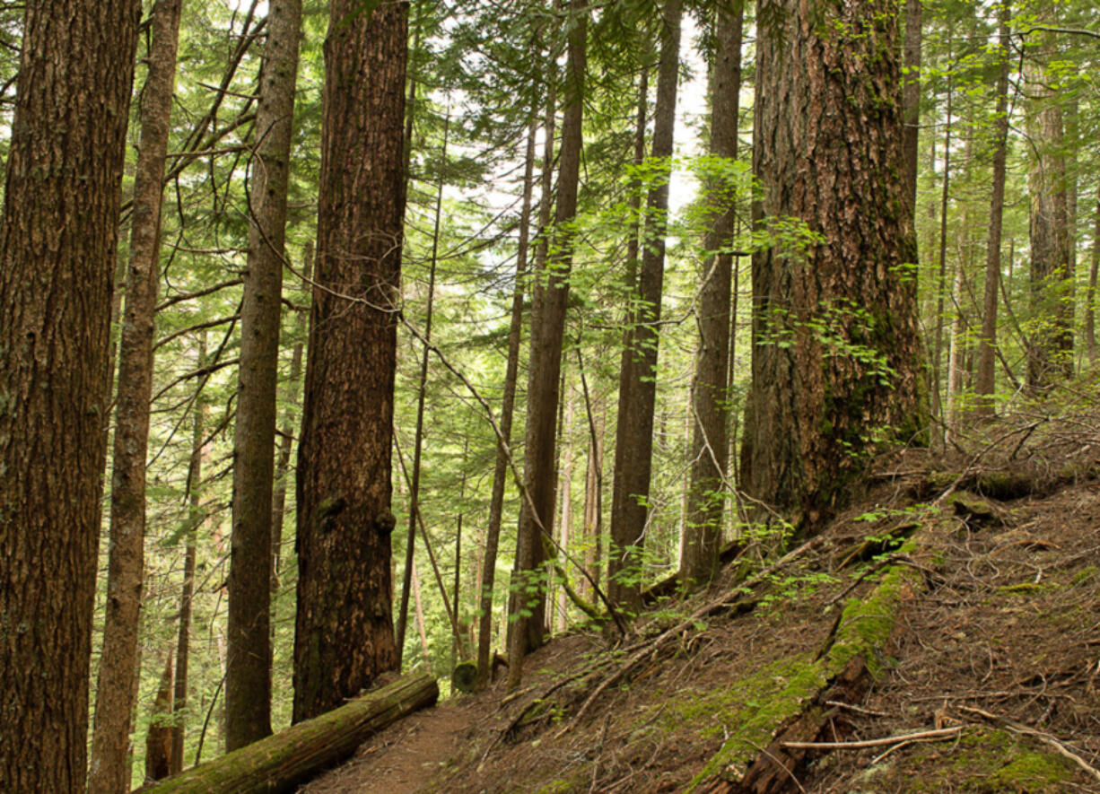 Too young to save? The issue isn&rsquo;t that Department of Natural Resources must log old trees to keep up with demand for wood. Most of the agency&rsquo;s holdings consist of younger forests, many of which are already managed as industrial tree plantations.