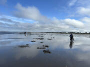 Clam digging just south of the Oysterville approach at the northern end of Long Beach Peninsula in Pacific County.