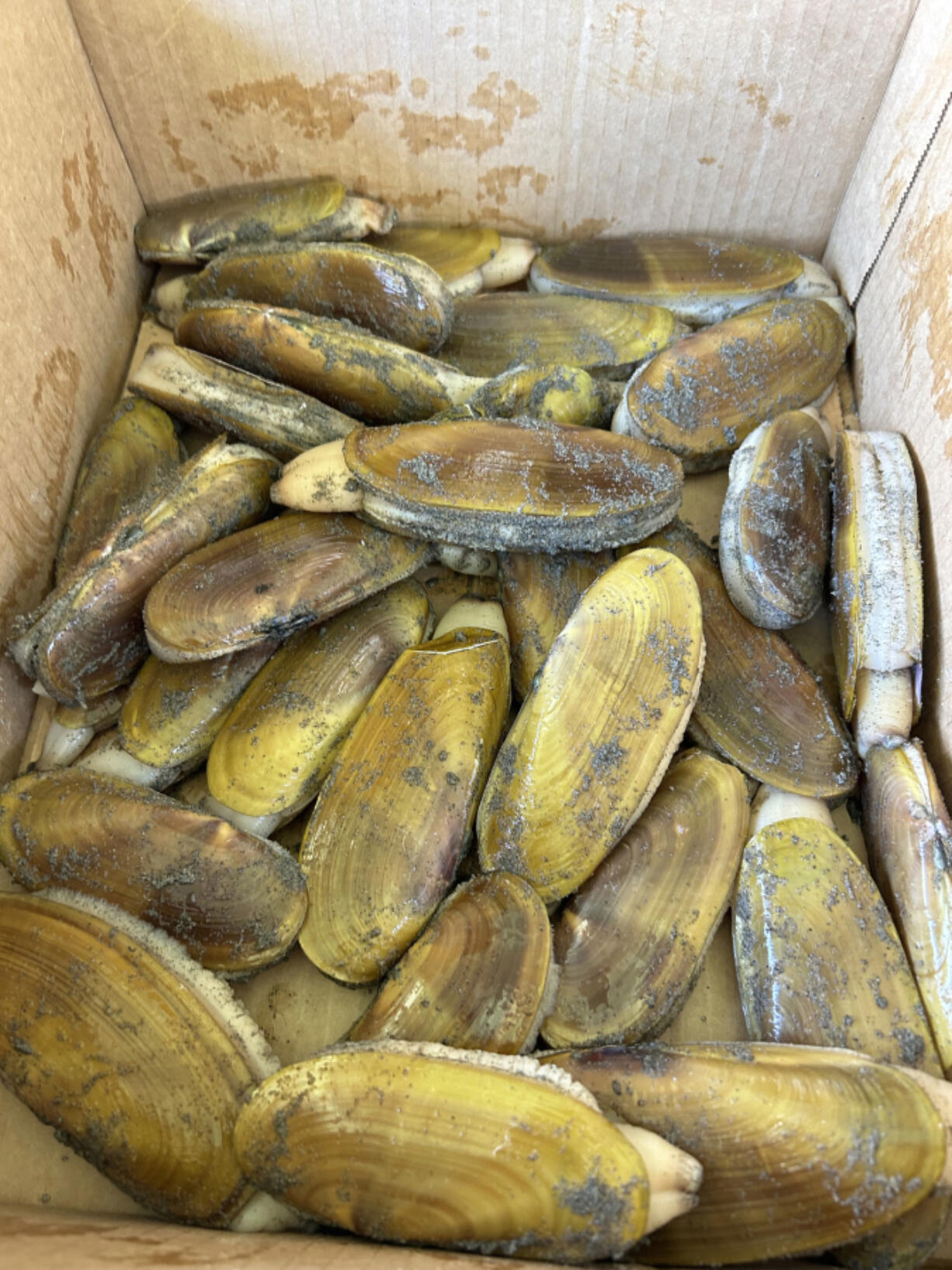 Razor clams harvested just south of the Oysterville approach at the northern end of Long Beach Peninsula in Pacific County.