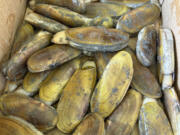 Razor clams harvested just south of the Oysterville approach at the northern end of Long Beach Peninsula in Pacific County.