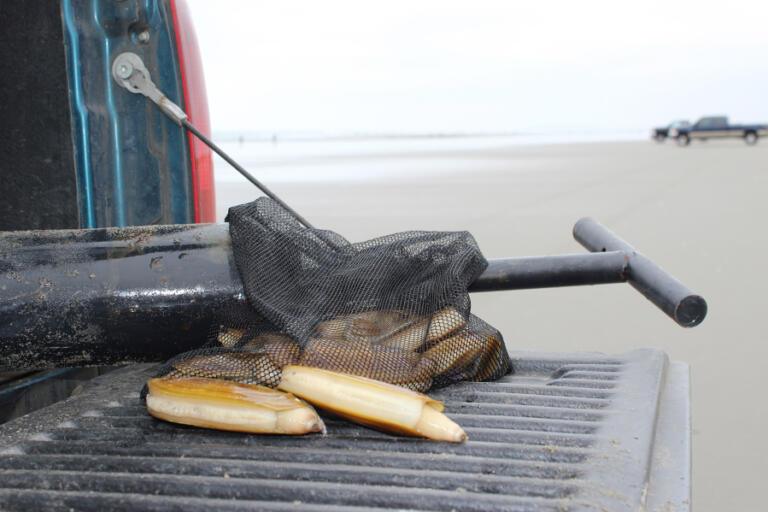 The WDFW has announced its tentative clam dig days for the 2024-25 season, which begins Oct. 3-7.