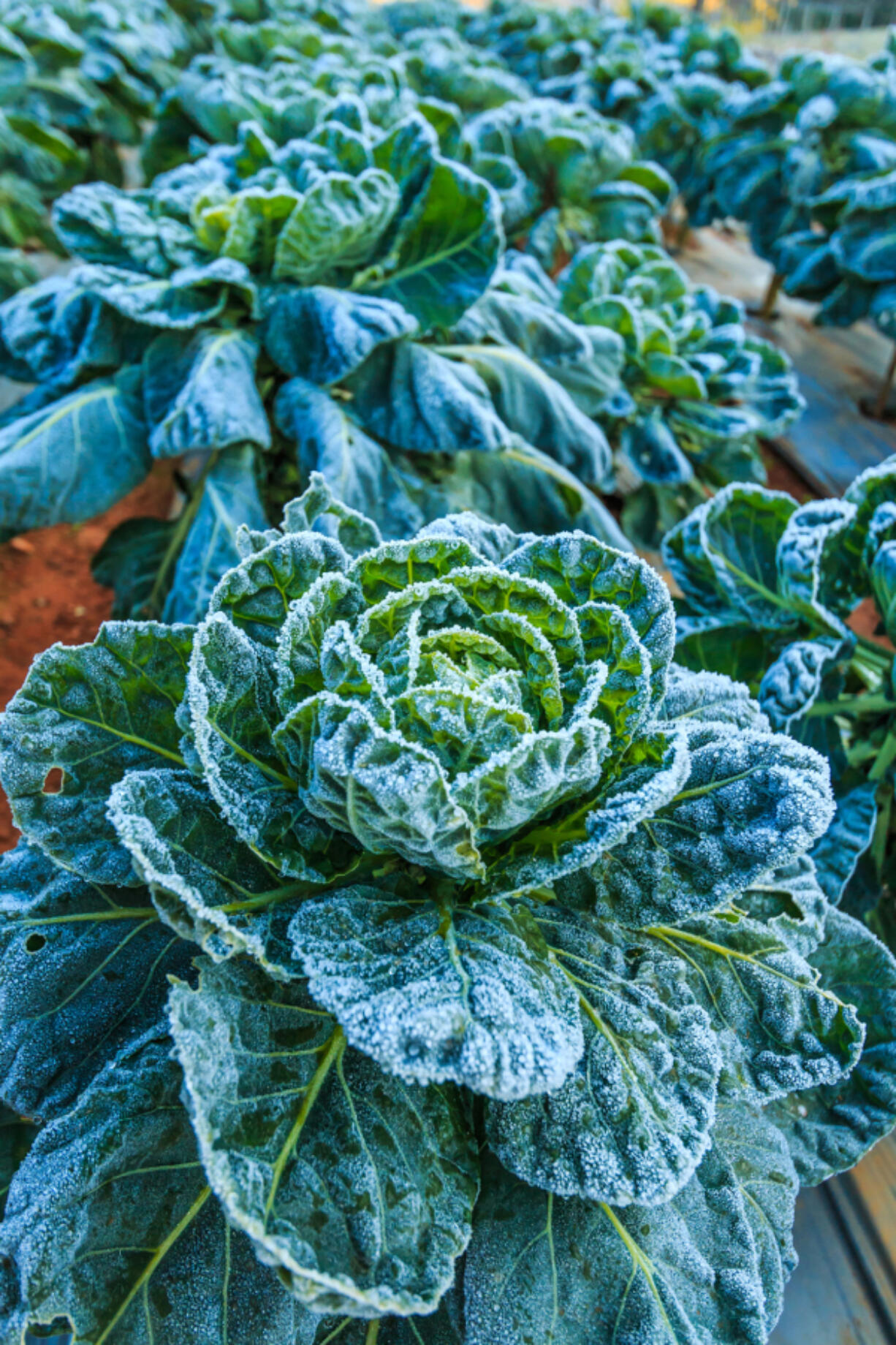 Fortunately, some vegetables like cabbage, broccoli, cauliflower, kale and Brussels sprouts tolerate frost and even taste better after a slight chill.