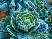 Fortunately, some vegetables like cabbage, broccoli, cauliflower, kale and Brussels sprouts tolerate frost and even taste better after a slight chill.