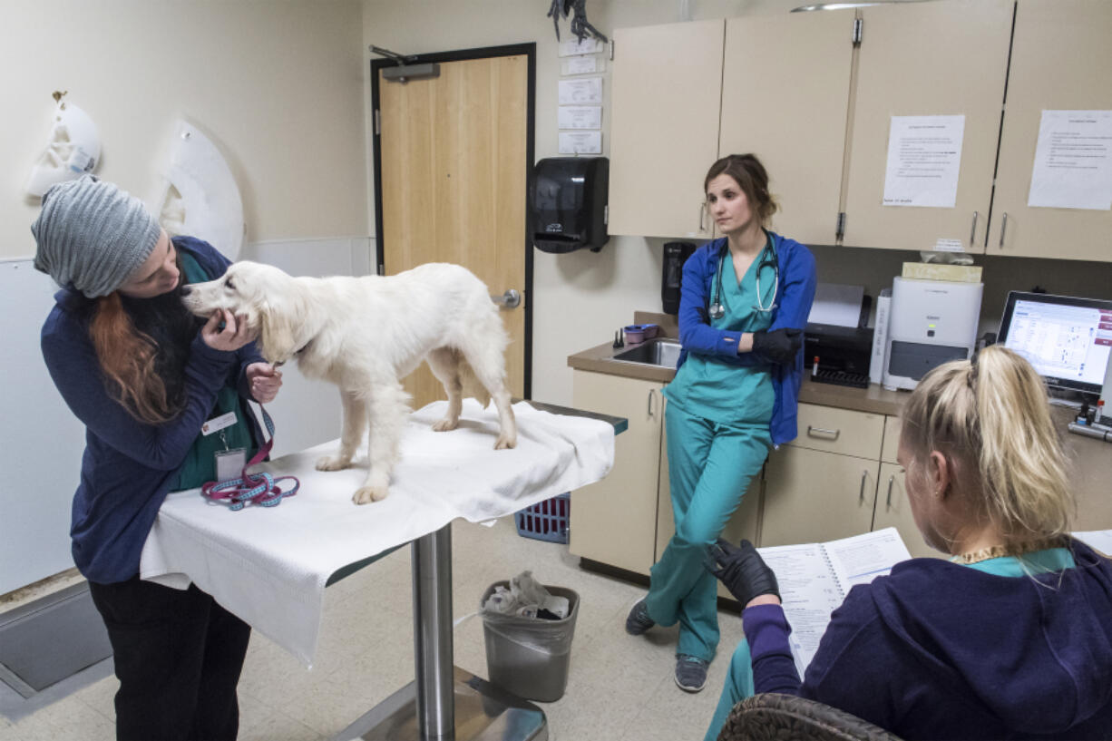 Veterinary staff at the Humane Society for Southwest Washington examine a 6-month-old dog at the shelter in 2018. The county is facing significant increases to its contracts rates for Humane Society services.