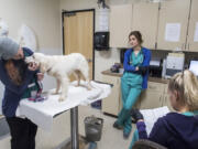 Veterinary staff at the Humane Society for Southwest Washington examine a 6-month-old dog at the shelter in 2018. The county is facing significant increases to its contracts rates for Humane Society services.