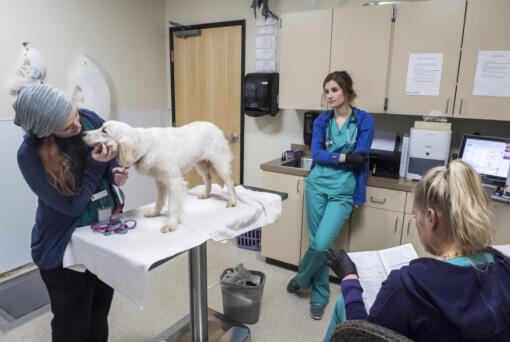 Veterinary staff at the Humane Society for Southwest Washington examine a 6-month-old dog at the shelter in 2018. The county is facing significant increases to its contracts rates for Humane Society services.