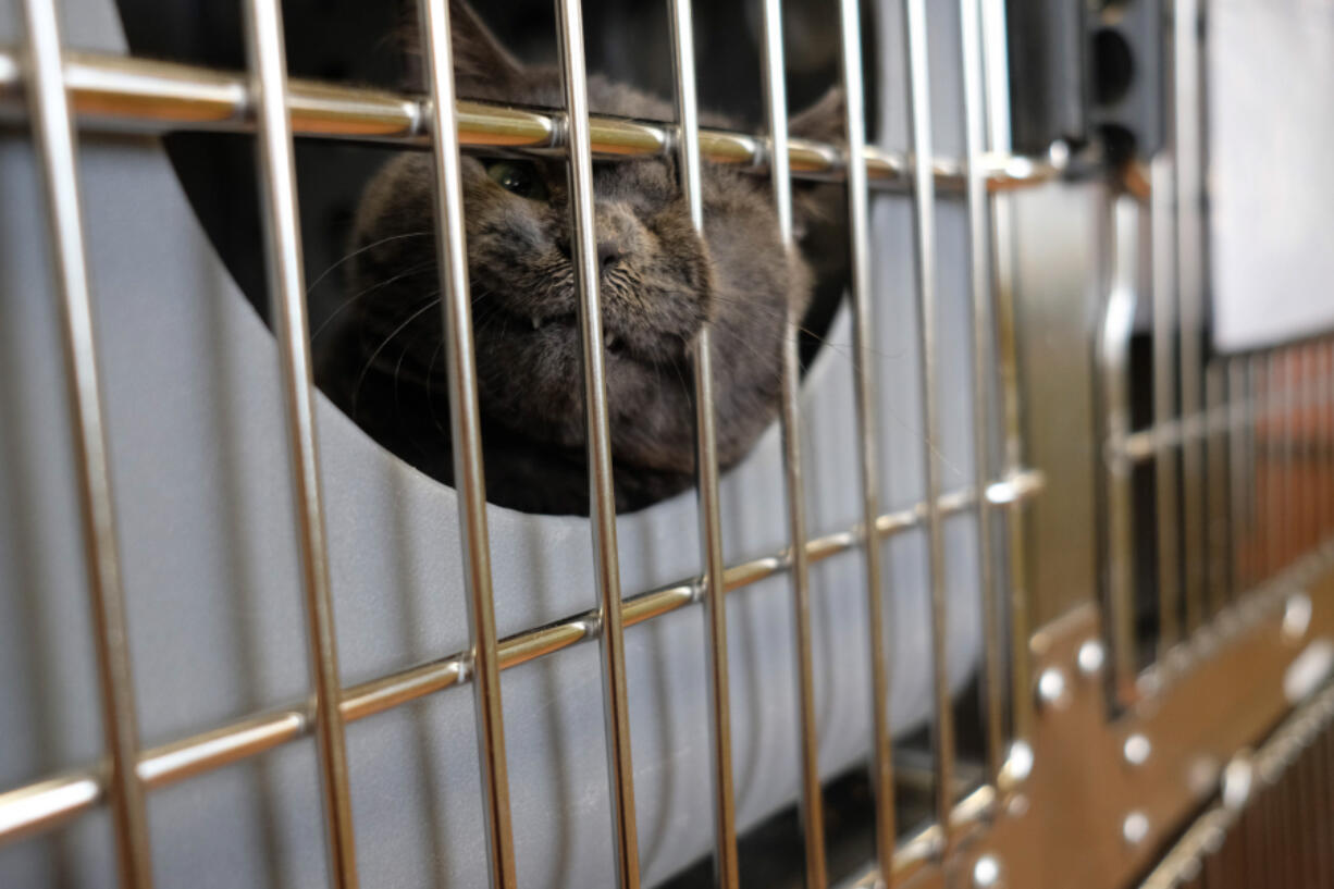 A cat up for adoption at the Humane Society for Southwest Washington chills out at the shelter in east Vancouver. The county could see significant increases to its contracts rates with the shelter.