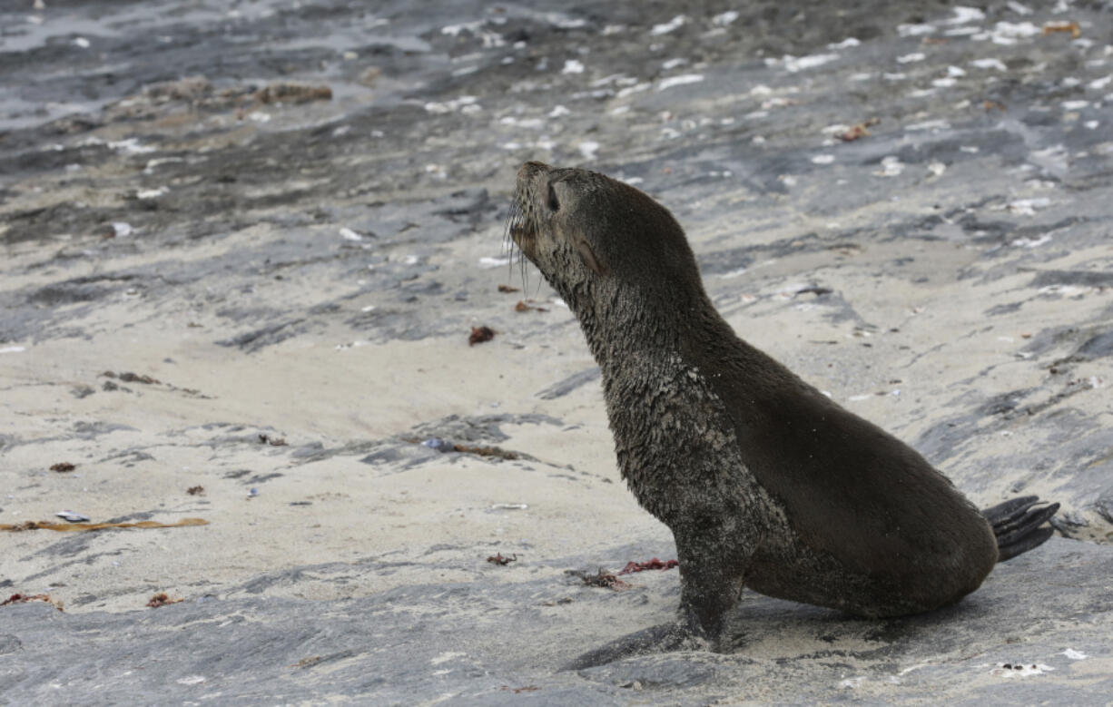 A Cape fur seal Nov. 22, 2020, on Seal Island near Cape Town, South Africa.