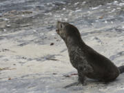 A Cape fur seal Nov. 22, 2020, on Seal Island near Cape Town, South Africa.