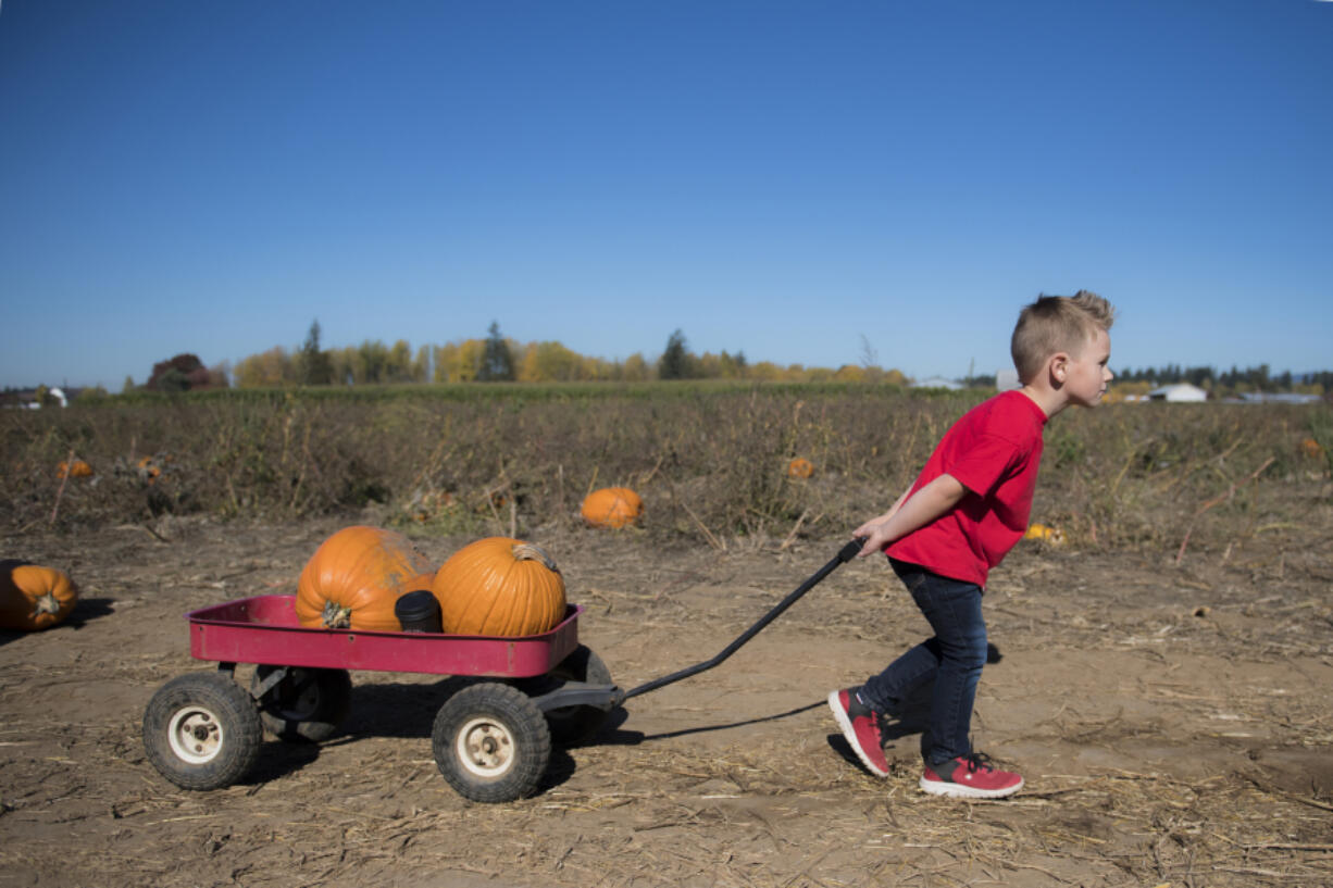 Emmett Baker, 4, of Vancouver, pulls a pumpkin-filled wagon along a dirt path at the Vancouver Pumpkin Patch on Oct. 16, 2018.