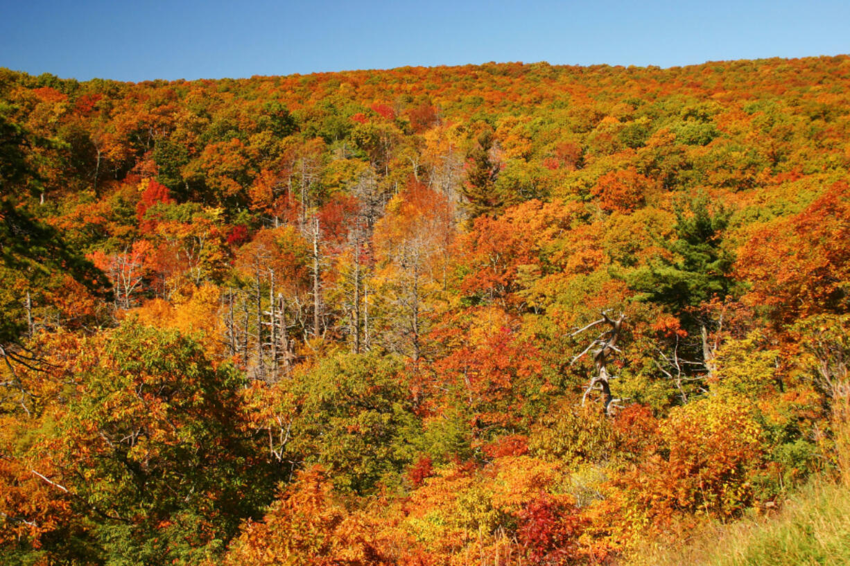 Fall colors abound in the Blue Ridge Mountains, as seen in Virginia&rsquo;s Shenandoah National Park.