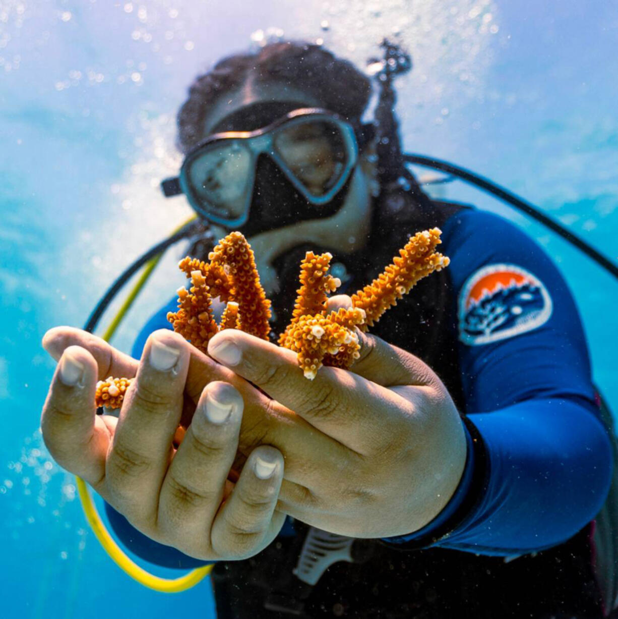 A University of Miami Rosenstiel School scientist collects healthy coral Aug. 4, 2023, from the Paradise Reef nursery before being planted on an adjacent reef during a coral-restoration dive in Key Biscayne, Fla. (Photos by D.A.