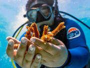 A University of Miami Rosenstiel School scientist collects healthy coral Aug. 4, 2023, from the Paradise Reef nursery before being planted on an adjacent reef during a coral-restoration dive in Key Biscayne, Fla. (Photos by D.A.