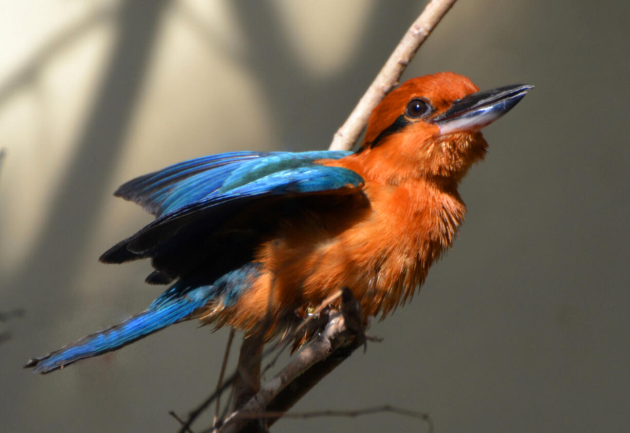 On Sept. 23, six Guam kingfishers, also called sihek, were released back into the wild for the first time in decades through the Sihek Recovery Program, according to a news release from the Zoological Society of London.