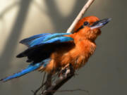 On Sept. 23, six Guam kingfishers, also called sihek, were released back into the wild for the first time in decades through the Sihek Recovery Program, according to a news release from the Zoological Society of London.