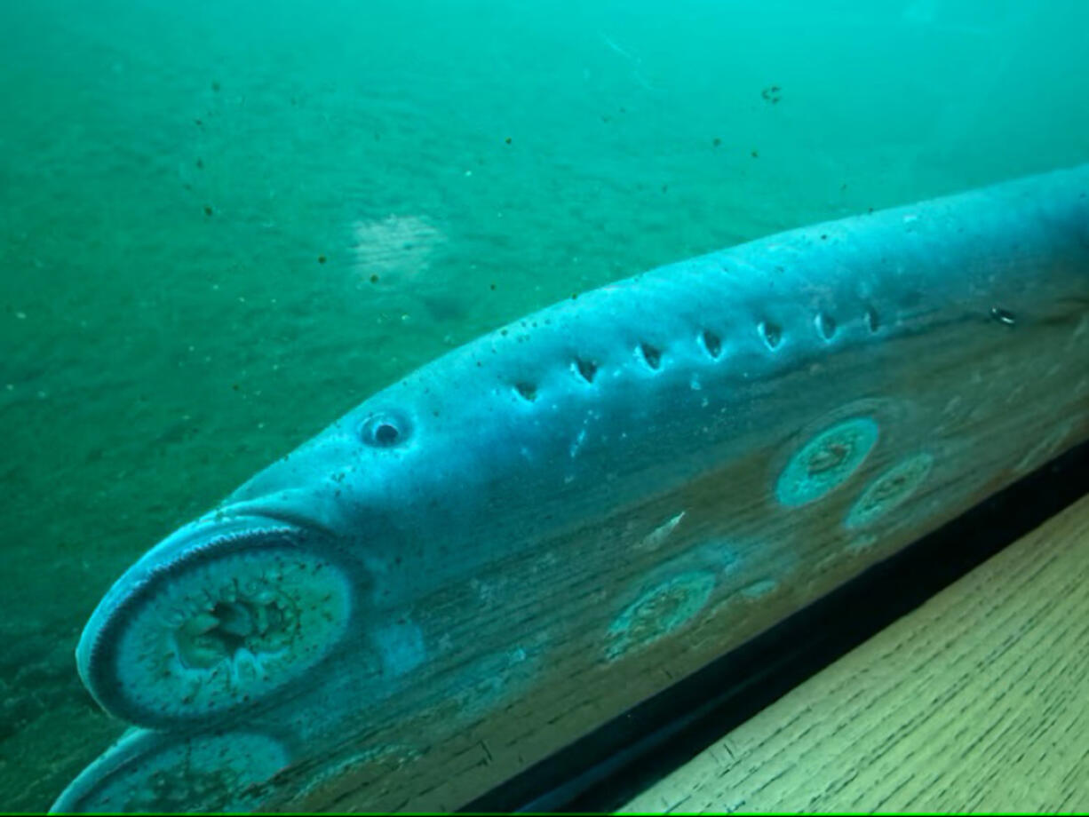 Pacific lamprey cling to a fish-viewing window at Bonneville Lock &amp; Dam on June 28. This year, adult Pacific lamprey returns are lower than in 2023. So far, fish counters estimate only 22,021 (as of Sept. 14) lamprey have passed through Bonneville&rsquo;s fish ladders. (Tom Conning/U.S.