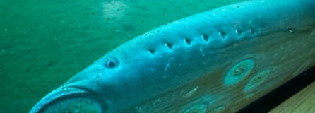 Pacific lamprey cling to a fish-viewing window at Bonneville Lock &amp; Dam on June 28. This year, adult Pacific lamprey returns are lower than in 2023. So far, fish counters estimate only 22,021 (as of Sept. 14) lamprey have passed through Bonneville&rsquo;s fish ladders. (Tom Conning/U.S.