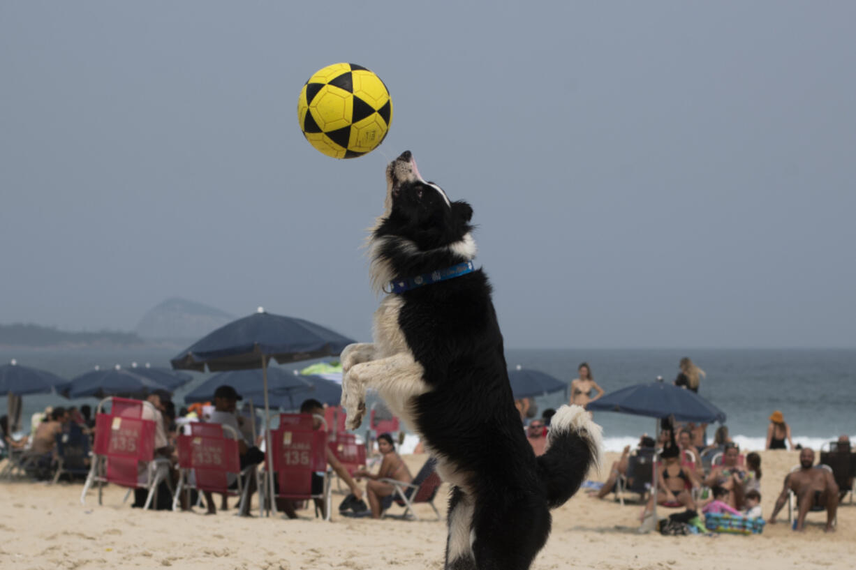 The border collie named Floki plays footvolley, a combination of soccer and volleyball, on Leblon beach in Rio de Janeiro, Sunday, Sept. 8, 2024.