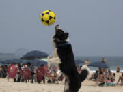 The border collie named Floki plays footvolley, a combination of soccer and volleyball, on Leblon beach in Rio de Janeiro, Sunday, Sept. 8, 2024.