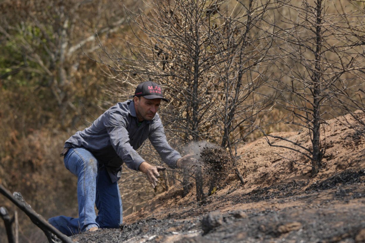 Coffee producer Silvio Elias de Almeida tosses a handful of damaged coffee beans during an inspection of his plantation consumed by wildfires in a rural area of Caconde, Sao Paulo state, Brazil, Wednesday, Sept. 18, 2024.