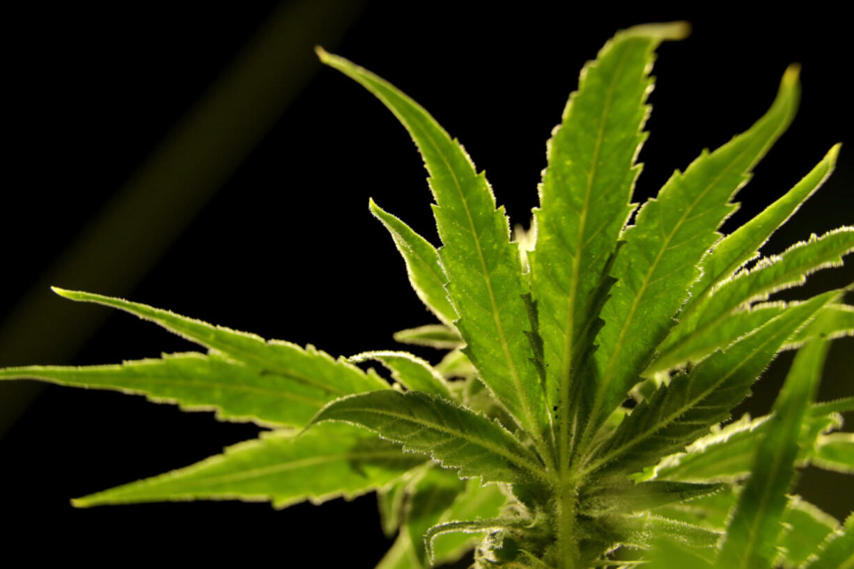 FILE - A marijuana plant is seen at a medical marijuana dispensary in Egg Harbor Township, N.J., March 22, 2019.