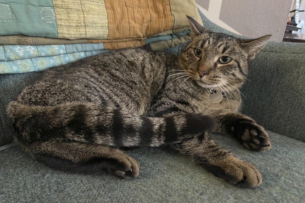 This undated photo provided by Clifton Nesseth shows Drifter, a three-year-old tabby cat who was rescued from a sewer, Tuesday, Sept. 10, 2024, in Duluth, Minn.