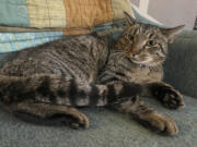 This undated photo provided by Clifton Nesseth shows Drifter, a three-year-old tabby cat who was rescued from a sewer, Tuesday, Sept. 10, 2024, in Duluth, Minn.