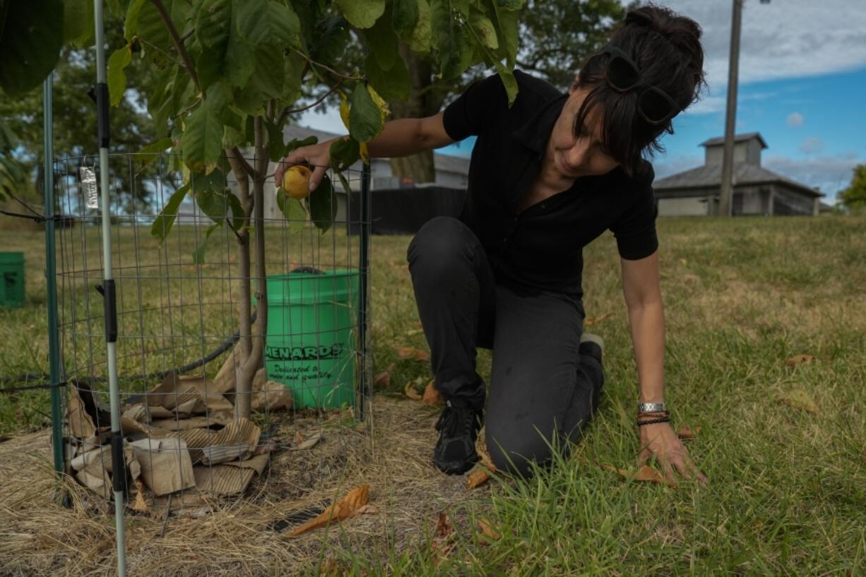 Valerie Libbey picks up a just-fallen ripe pawpaw, Wednesday, Sept. 18, 2024, at her farm in Washington Court House, Ohio. (AP Photo/Joshua A.