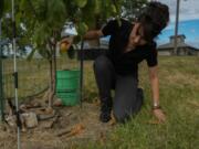 Valerie Libbey picks up a just-fallen ripe pawpaw, Wednesday, Sept. 18, 2024, at her farm in Washington Court House, Ohio. (AP Photo/Joshua A.