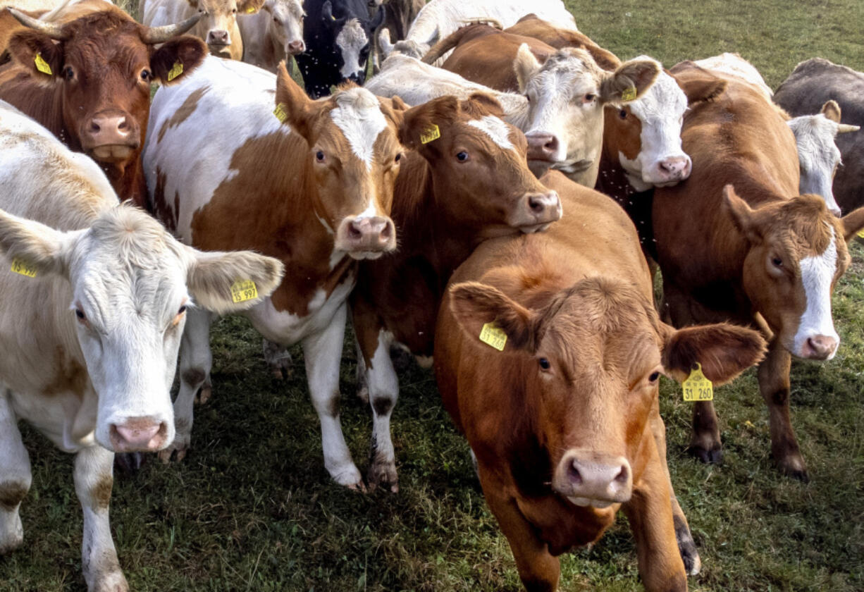 FILE - Cows stand together in a meadow in Wehrheim, near Frankfurt, Germany, Sept. 9, 2024.