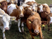 FILE - Cows stand together in a meadow in Wehrheim, near Frankfurt, Germany, Sept. 9, 2024.