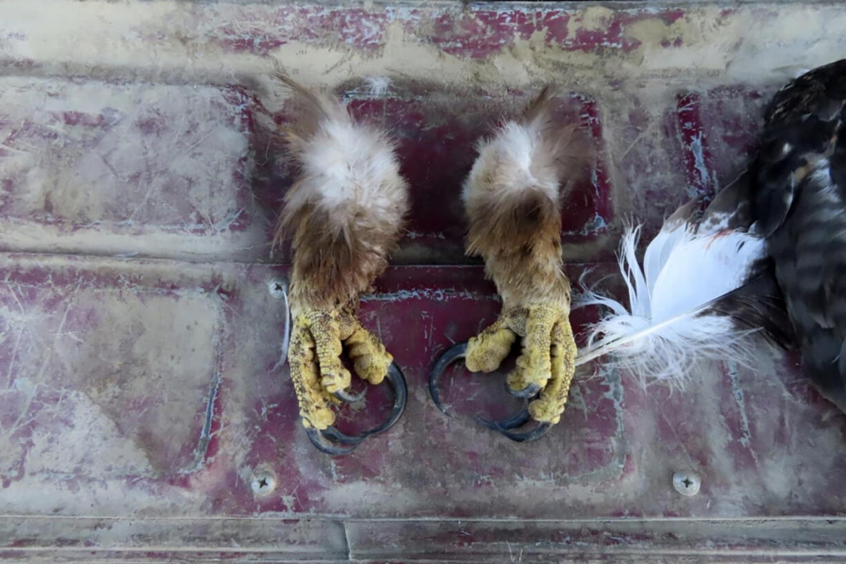 FILE - This undated image from a court document provided by the U.S. Attorney for the District of Montana shows golden eagle feet recovered by law enforcement officers from a Washington state man&rsquo;s vehicle. (Courtesy of the U.S.