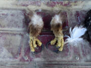 FILE - This undated image from a court document provided by the U.S. Attorney for the District of Montana shows golden eagle feet recovered by law enforcement officers from a Washington state man&rsquo;s vehicle. (Courtesy of the U.S.