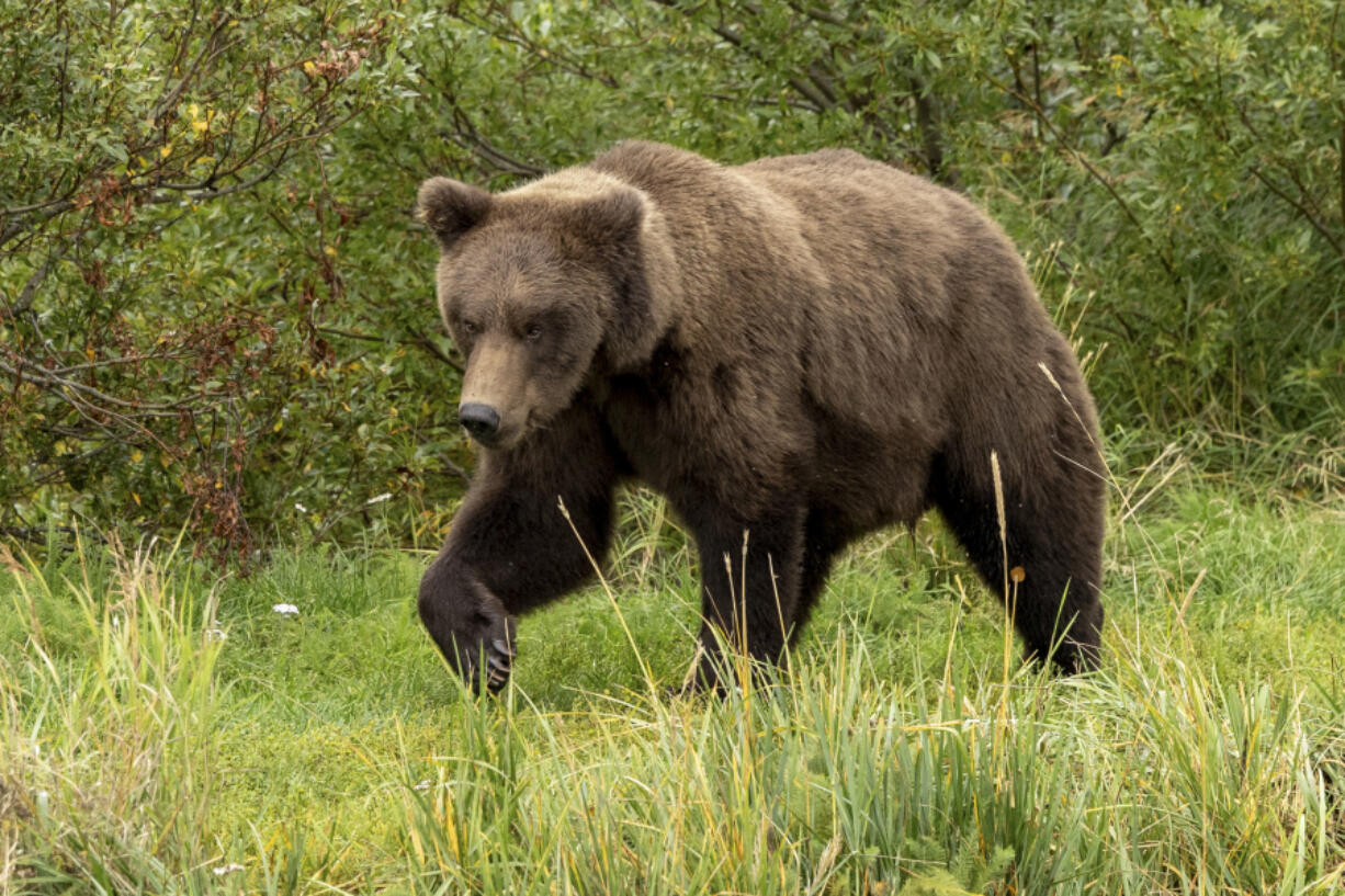 909 Jr. at Katmai National Park in Alaska on Sept.